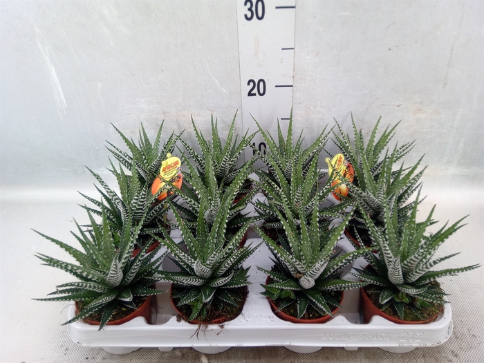 Haworthia fasciala 'Big Band'