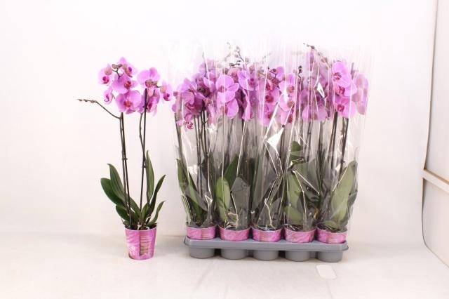 <h4>PHAL AN ORLANDO</h4>