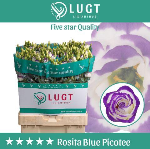 <h4>Lisianthus Rosita Blue Picotee</h4>