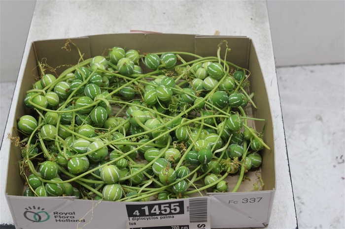 <h4>Diplocyclos Palmatus</h4>