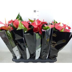 Anthurium andr. 'Querida'