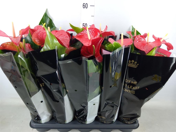 <h4>Anthurium andr. 'Querida'</h4>