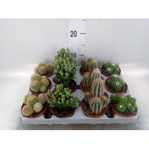 Cactus   ...mix