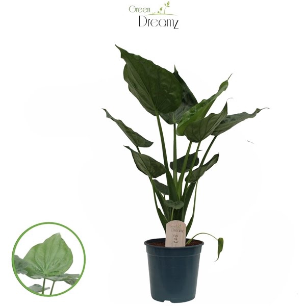 <h4>Alocasia Cucullata</h4>