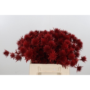 Eryn Supernova Kl Bh Rood