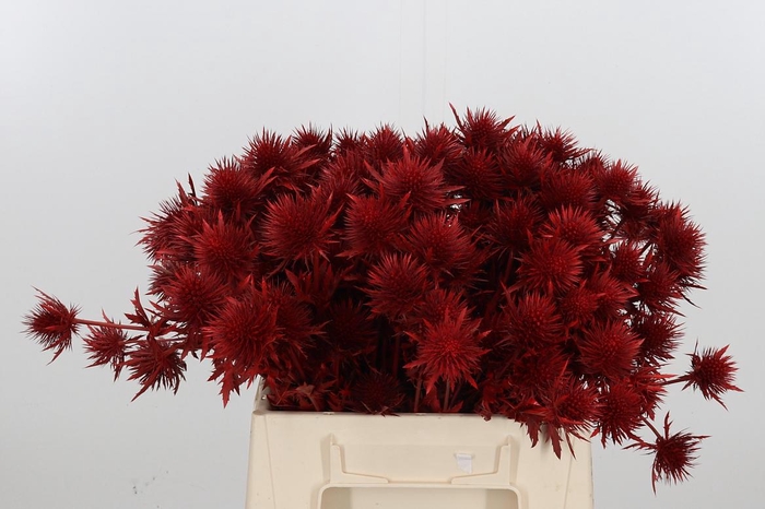 <h4>Eryn Supernova Kl Bh Rood</h4>