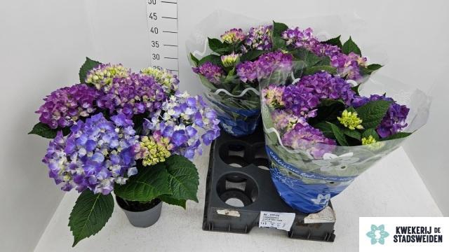 <h4>HYDR M COTE DAZUR</h4>