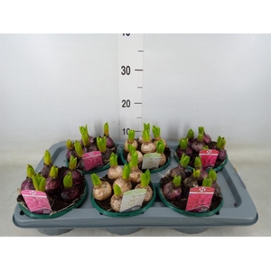 Hyacinthus orie.   ...mix 3