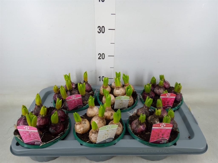 <h4>Hyacinthus orie.   ...mix 3</h4>