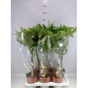 Pachira aquatica