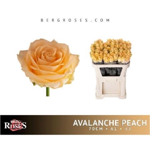 R Gr Avalanche Peach