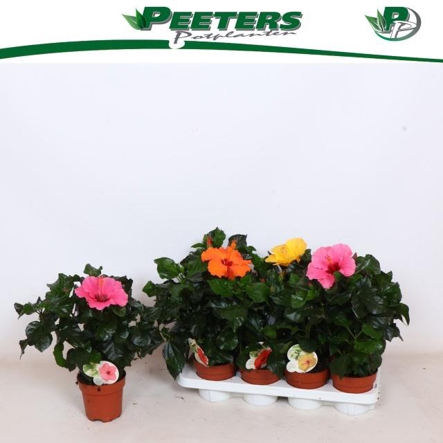 <h4>HIBIS SUNNY GEM</h4>