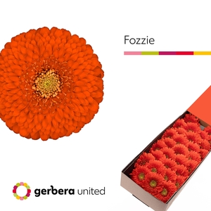 Germini Pomponi Fozzie Doos