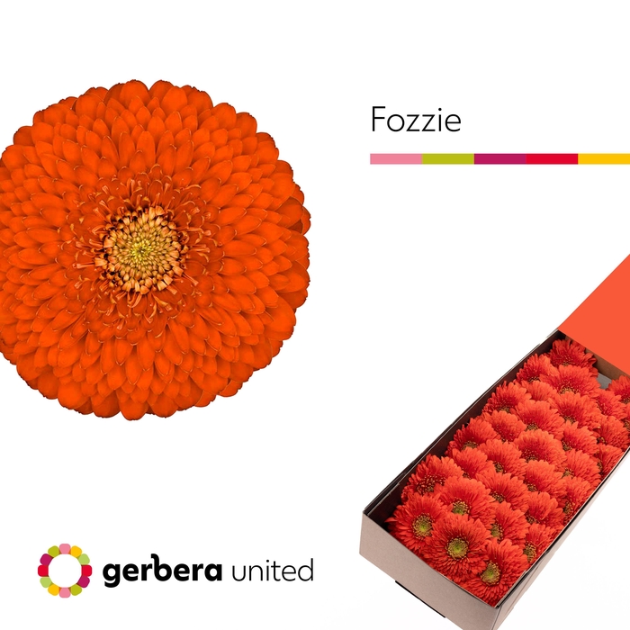 <h4>Germini Pomponi Fozzie Doos</h4>