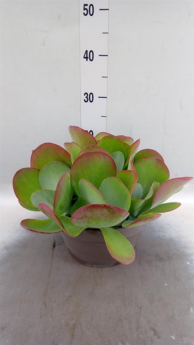 <h4>Kalanchoe NF thyrsiflora</h4>