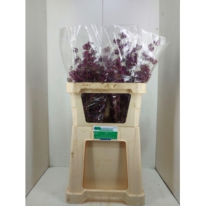 CALLICARPA BOD PROFU
