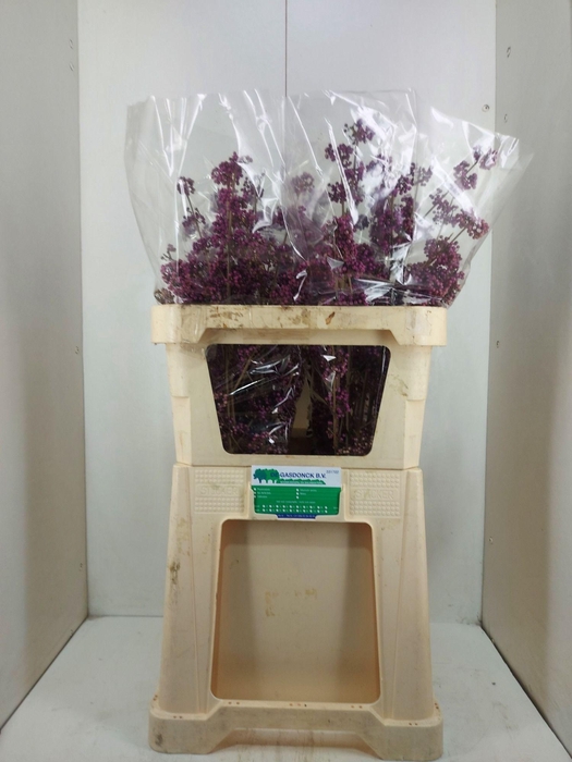 <h4>CALLICARPA BOD PROFU</h4>