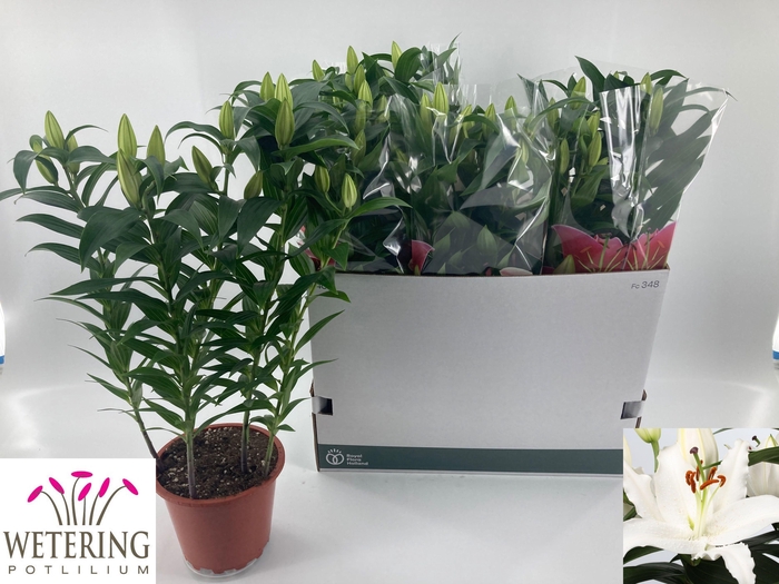 <h4>LIL OR SUN BAHAMAS</h4>