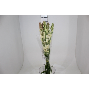 ANGELICA 080 CM