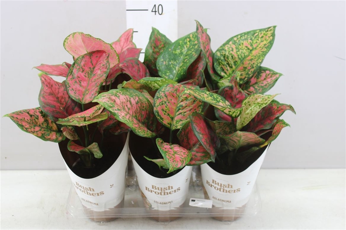 <h4>Aglaonema Spotted Star</h4>