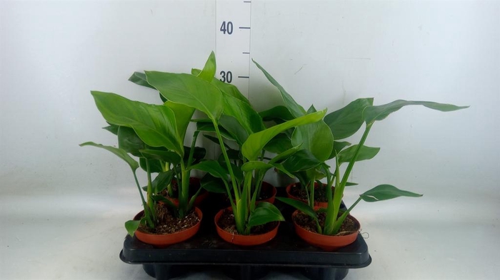 <h4>Strelitzia nicolai</h4>