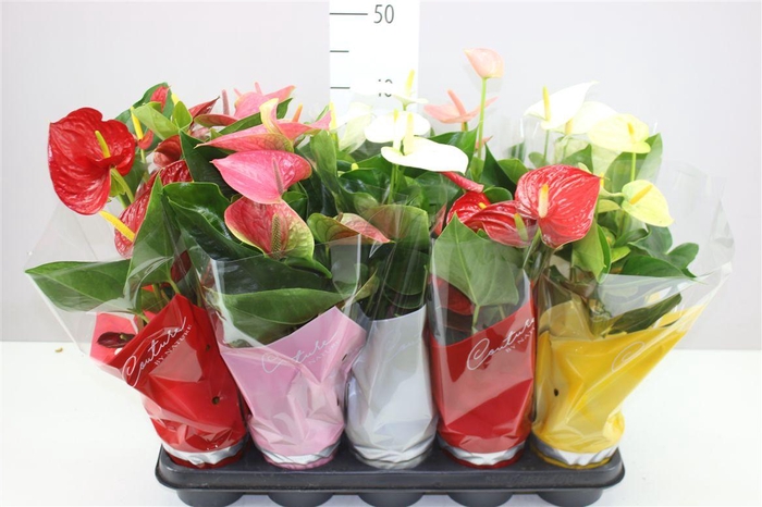 <h4>Anth An Gemengd</h4>