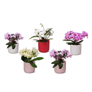 Phal. Multi vorm mix 