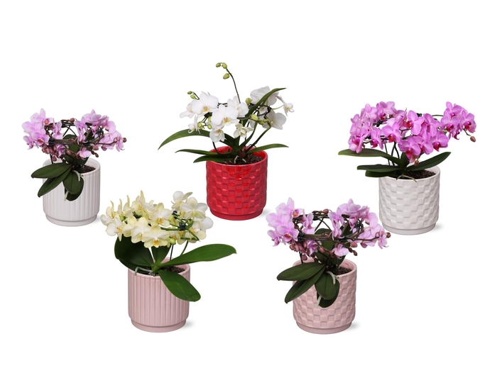 <h4>Phal. Multi vorm mix "Blossoming Beauty" in keramiek BGC060</h4>