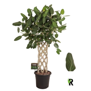 Ficus benghalensis 'Audrey'