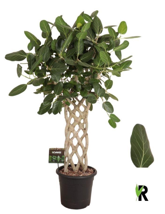 <h4>Ficus benghalensis 'Audrey'</h4>