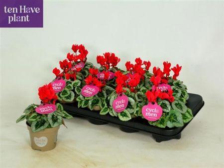 <h4>Cycl Kl Sup Picasso Red</h4>