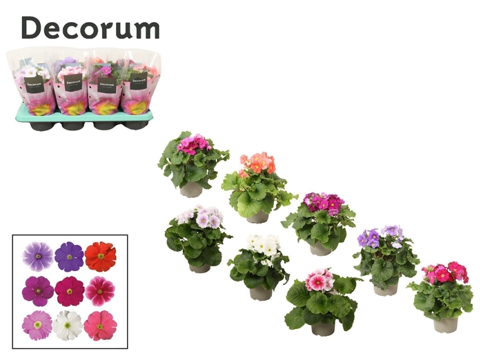 <h4>Primula 'Touch Me' mix | Decorum</h4>