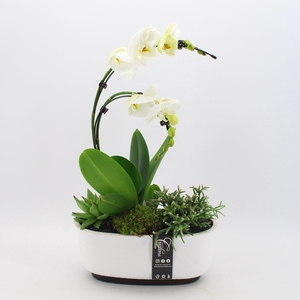 PHAL-2439 Phalaenopsis creatie