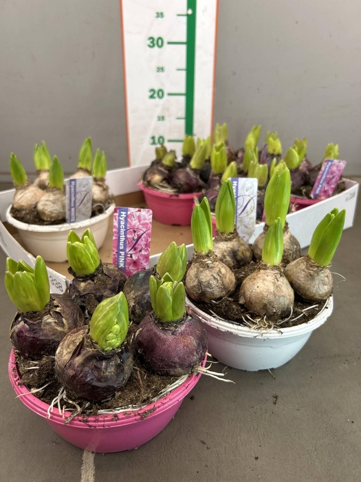 <h4>HYACIN ORIENTAL GEM</h4>