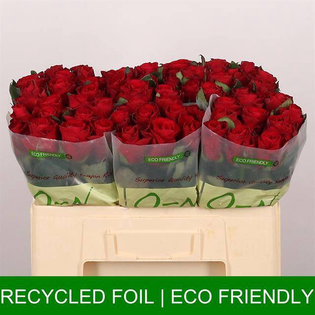 <h4>Rosa large red tacazzi</h4>