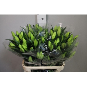 Li Or Pacific Ocean 3+