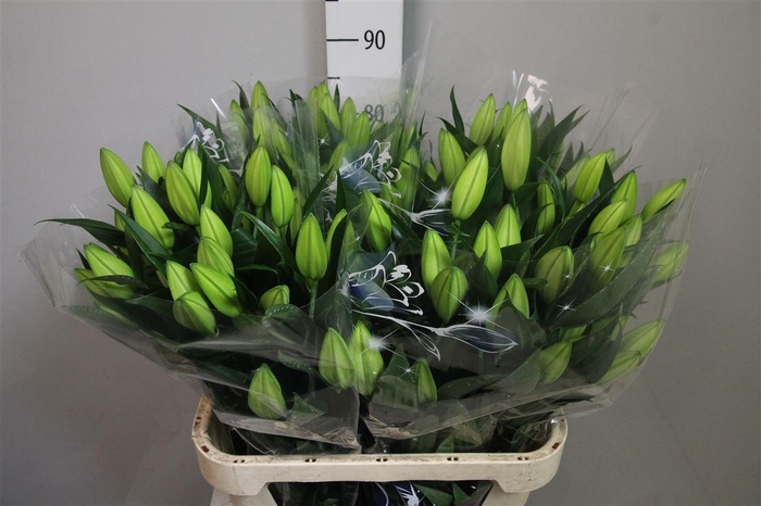 <h4>Li Or Pacific Ocean 3+</h4>