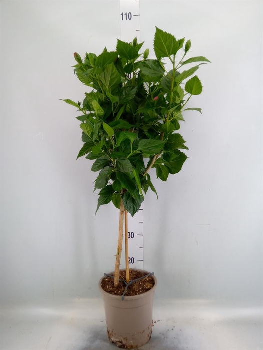 <h4>Hibiscus rosa-sin. 'Sunny Bordeaux'</h4>