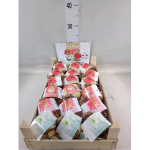 Hippeastrum   ...flowerbulbs