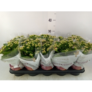 Kalanchoe blos. 'RosDon Nando'