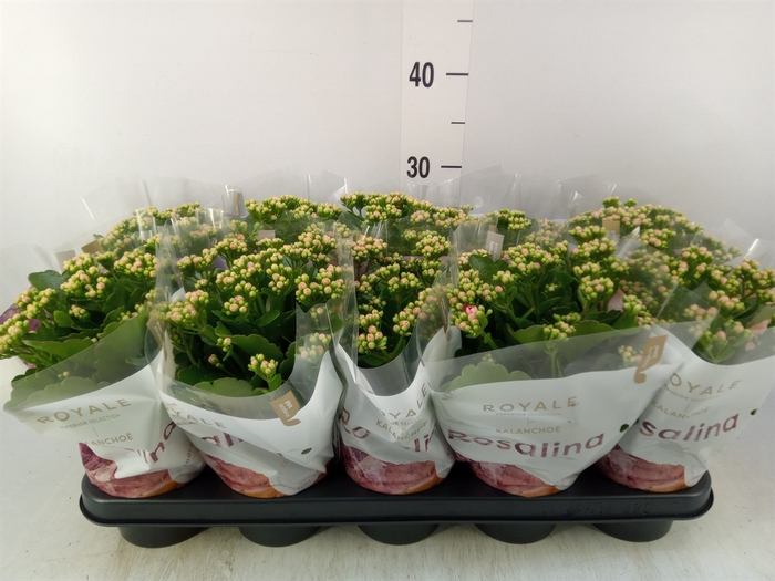 <h4>Kalanchoe blos. 'RosDon Nando'</h4>
