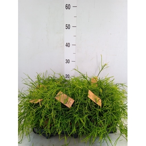 Rhipsalis baccifera 'Oasis'