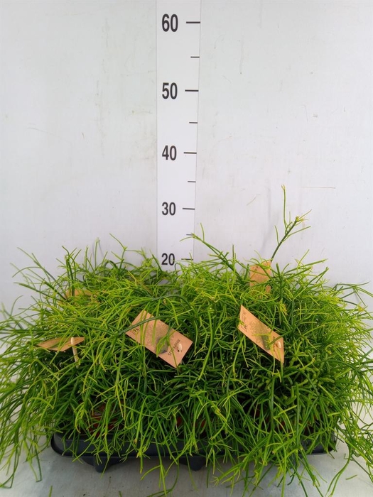 <h4>Rhipsalis baccifera 'Oasis'</h4>