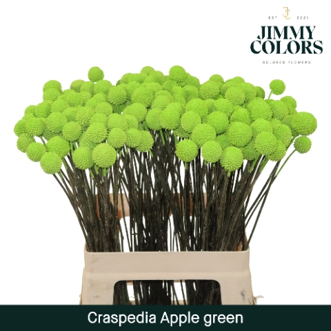 Craspedia L60 Klbh. appelgroen