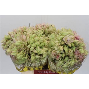 Serruria Ayoba Ice Star