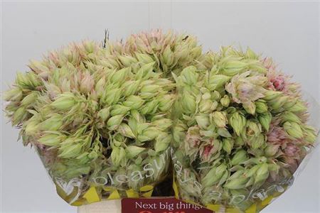 <h4>Serruria Ayoba Ice Star</h4>