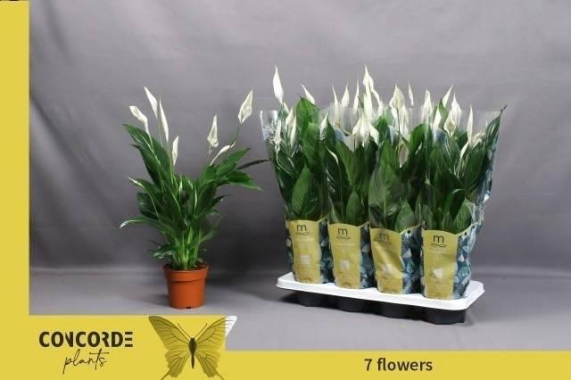 <h4>SPATH PICO CUPIDO</h4>