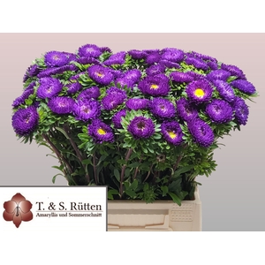 CALLIS MATS D BLAUW