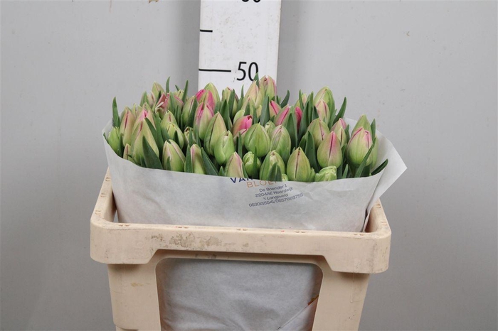 <h4>Tu Du Brindisi</h4>