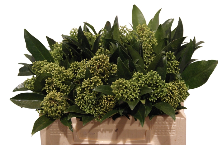 <h4>Skim C Kew Green Bs</h4>